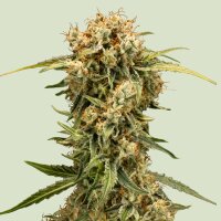 Medusa F1 Fem./Auto/3StcK/70-75Tage