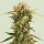 Medusa F1 Fem./Auto/3StcK/70-75Tage