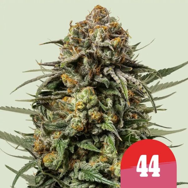 Gelato 44, Fem. 3StcK/25%Sat.75%Ind/8-9Wochen
