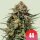 Gelato 44, Fem. 3StcK/25%Sat.75%Ind/8-9Wochen