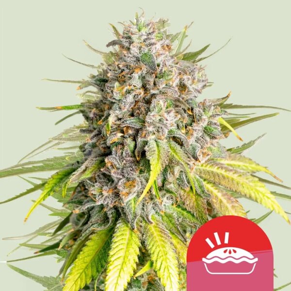 Punch Pie, Fem. 3StcK/10%Sativa, 90%Indica/7-9Wochen