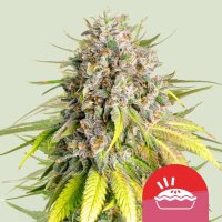Punch Pie, Fem. 3StcK/10%Sativa, 90%Indica/7-9Wochen