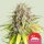 Punch Pie, Fem. 3StcK/10%Sativa, 90%Indica/7-9Wochen