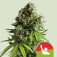 NYC Sour D Auto, Fem.3StcK/70%Sat.30%Ind/75-90Tage