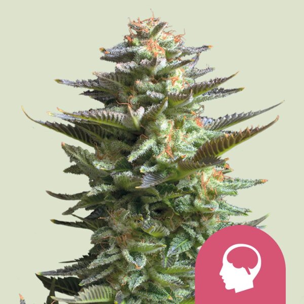 Amnesia Haze, Fem.3StcK/70%Sat.30%Ind./10-11Wochen