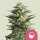 Amnesia Haze, Fem.3StcK/70%Sat.30%Ind./10-11Wochen