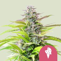 Cookies Gelato Fem.3StcK/50%SAt50%Ind/8-9Wochen