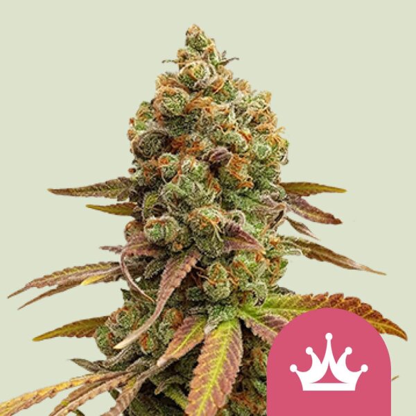 Special Queen #1 Fem.3StcK/50%Sat.50%Ind./8-9Wochen