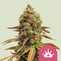 Special Queen #1 Fem.3StcK/50%Sat.50%Ind./8-9Wochen