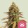 Special Queen #1 Fem.3StcK/50%Sat.50%Ind./8-9Wochen
