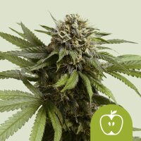 Apple Fritter AUTO,Fem.3StcK/35%Sat.65%Ind./55-65Tage