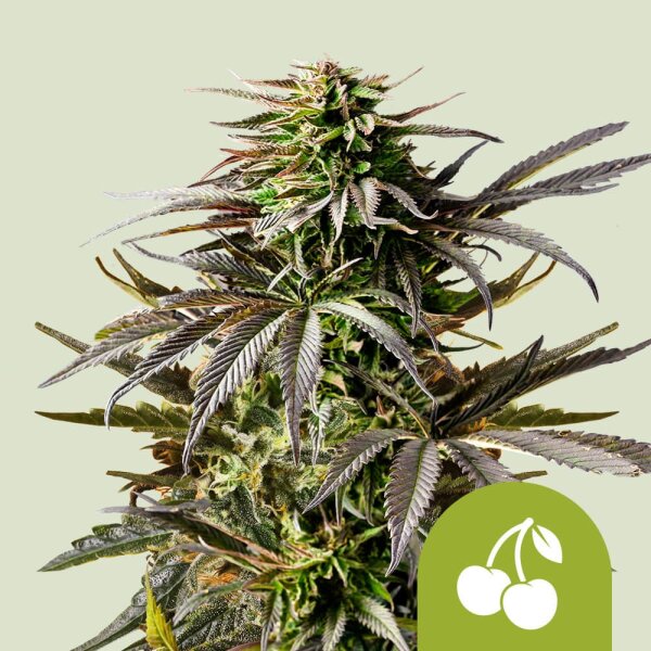 Cherry Pie AUTO, Fem.3StcK/35%Sat.65%Ind./50-60Tage