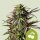 Cherry Pie AUTO, Fem.3StcK/35%Sat.65%Ind./50-60Tage