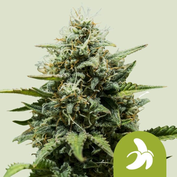 Fat Banana AUTO Fem.3StcK/20%Sat.70%Ind.10%Rud./50-55Tage