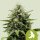 Fat Banana AUTO Fem.3StcK/20%Sat.70%Ind.10%Rud./50-55Tage