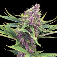 Purple Kush fem. 3StcK/22,8%THC/55-60Tage