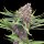 Purple Kush fem. 3StcK/22,8%THC/55-60Tage