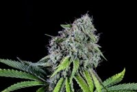 Rainbow Sherbet Fem. 3StcK/30%THC/63Tage