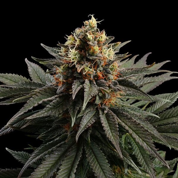 Sativa Dream Fem. 3StcK/23,2%THC/65-70Tage