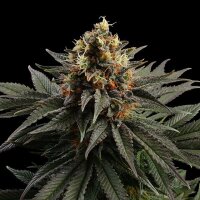 Sativa Dream Fem. 3StcK/23,2%THC/65-70Tage