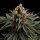 Sativa Dream Fem. 3StcK/23,2%THC/65-70Tage