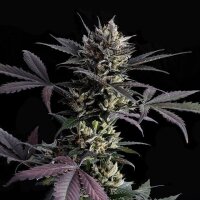 Lemon Haze Auto Fem. 3StcK/18%THC/65-70Tage