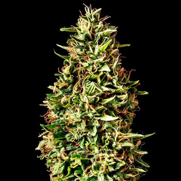 Runtz Auto Fem. 3StcK/20%THC/70Tage
