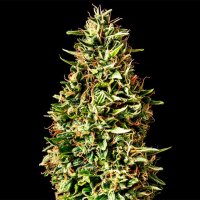 Runtz Auto Fem. 3StcK/20%THC/70Tage