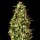 Runtz Auto Fem. 3StcK/20%THC/70Tage