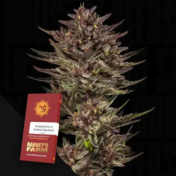Frosted Zinn X Cookie Dog Auto Fem./3StcK/30%Sat.70%Ind./70-75Tage