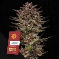 Frosted Zinn X Cookie Dog Auto...