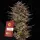 Frosted Zinn X Cookie Dog Auto Fem./3StcK/30%Sat.70%Ind./70-75Tage