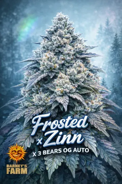 Frosted Zinn X 3 Bears OG Auto Fem./3StcK/30%Sat.70%Ind./70-75Tage