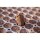 Jiffy Plugs 104 Tray