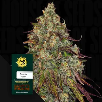 Amnesia Lemon/fem./3StcK/40%Sat.60%Ind/60-65Tage