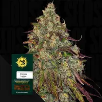 Amnesia Lemon/fem./3StcK/40%Sat.60%Ind/60-65Tage