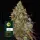 Amnesia Lemon/fem./3StcK/40%Sat.60%Ind/60-65Tage