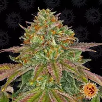 Blue Sunset Sherbert /fem./Sat.35%Ind.65%/59-63Tage