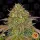Blue Sunset Sherbert /fem./Sat.35%Ind.65%/59-63Tage