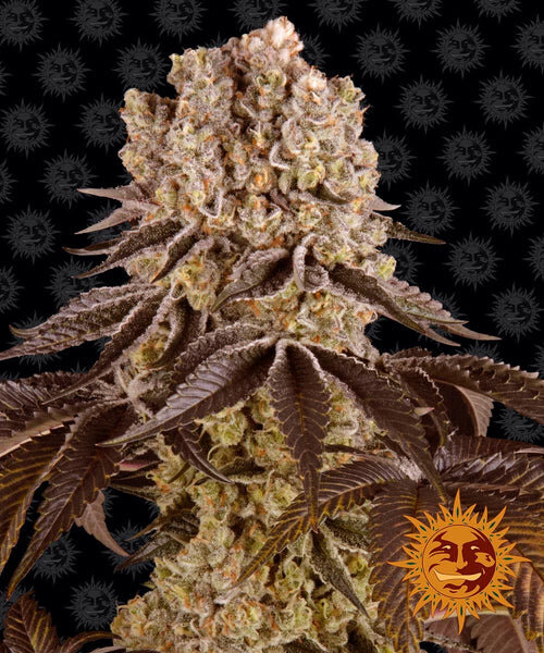 Purple Punch fem./Sat.10%.Ind.90%/50-60Tage