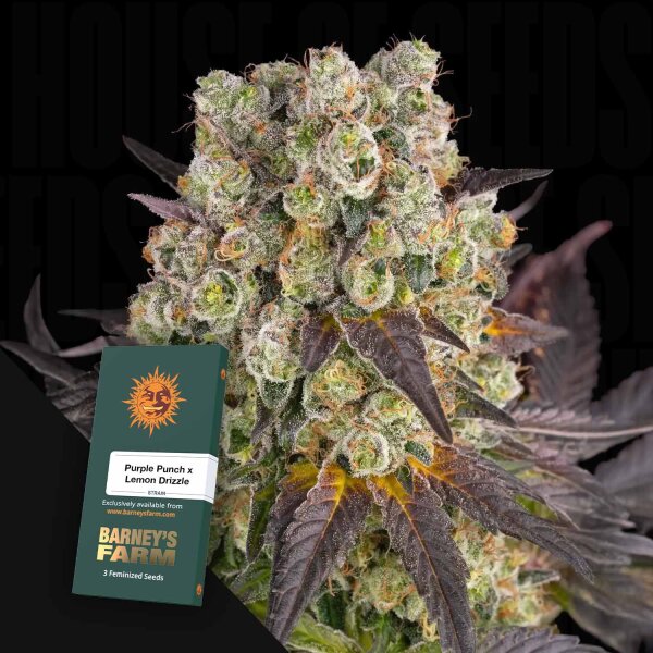 Purple Punch x Lemon Drizzle fem./45%Sat.55%Ind/60-65Tage