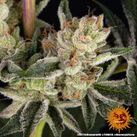 RS11 x Banana OG fem./30%Sat,70%Ind/65-70Tage