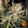 RS11 x Banana OG fem./30%Sat,70%Ind/65-70Tage