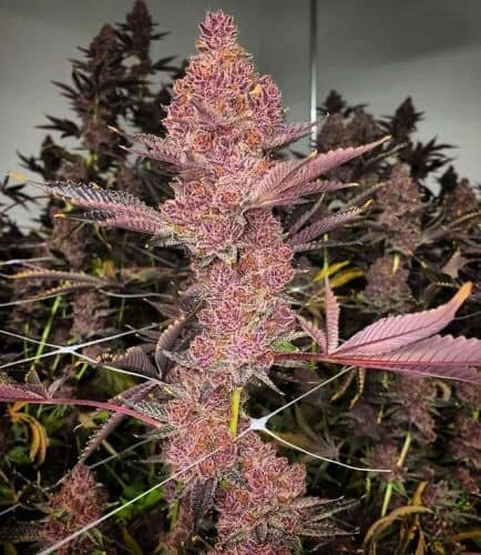Tropicana Cherry fem./60%Sat.,40%Ind/60-65Tage