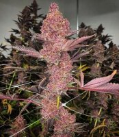 Tropicana Cherry fem./60%Sat.,40%Ind/60-65Tage