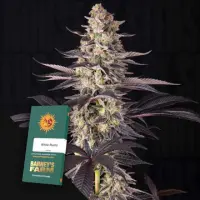 White Runtz fem./45%SAT,55%Ind./56-70Tage