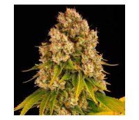 Cheese Auto/30%SAT.70%Ind./65-70Tage