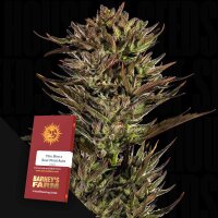 Thin Mint x Sour Pinot Auto/60%Sat40%Ind./70-75Tage