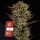 Thin Mint x Sour Pinot Auto/60%Sat40%Ind./70-75Tage