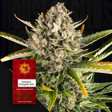Strawberry Cheesecake Auto/25%Sat75%Ind./ 75-80Tage
